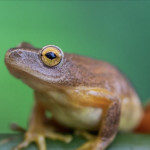 frog