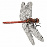 dragon fly