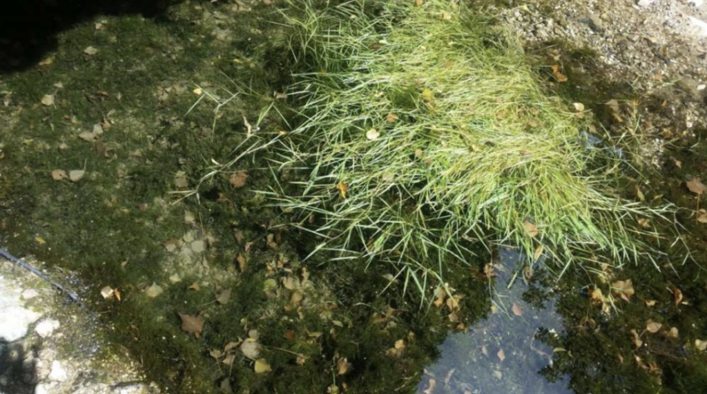 some water in the pond