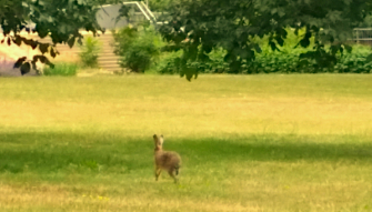 hare2